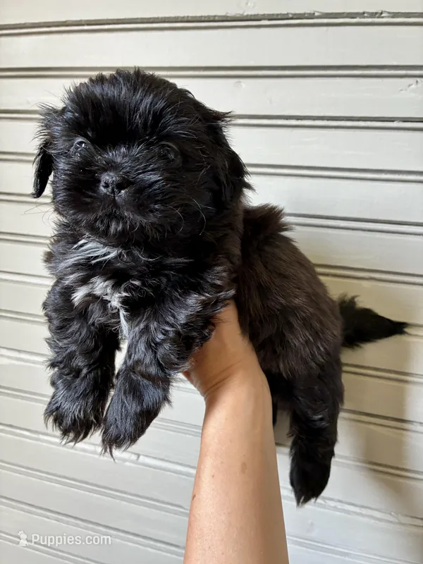 Saint – Shih Tzu puppy for sale in Maurice, LA
