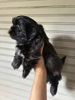 Saint, a male Shih Tzu for sale in Maurice, LA – Photo 2 of 4