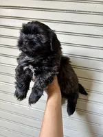 Saint, a male Shih Tzu for sale in Maurice, LA – Photo 3 of 4