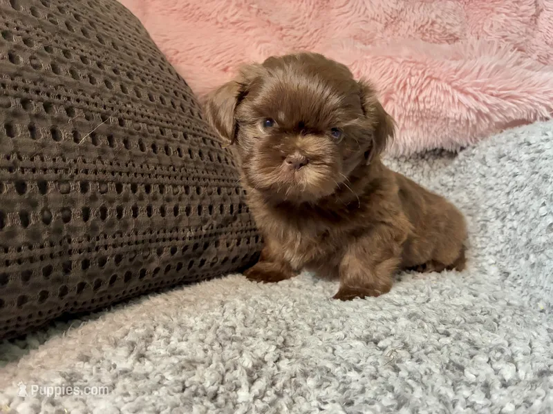 Stanley  – Shih Tzu puppy for sale in Maurice, LA