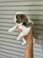 Alani, a female Shih Tzu for sale in Maurice, LA – 5 of 5