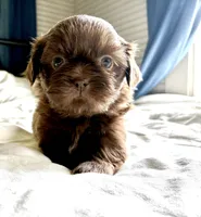 Stanley , a male Shih Tzu for sale in Maurice, LA – 2 of 4