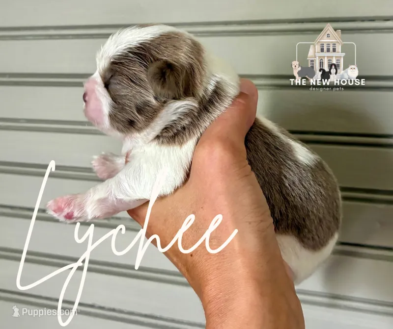 Lychee – Shih Tzu puppy for sale in Maurice, LA