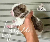 Lychee, a female Shih Tzu for sale in Maurice, LA – 1 of 2