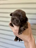 Stanley , a male Shih Tzu for sale in Maurice, LA – 4 of 4