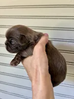 Stanley , a male Shih Tzu for sale in Maurice, LA – 3 of 4