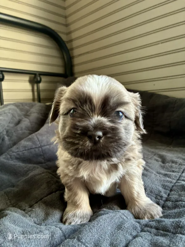 Acai – Shih Tzu puppy for sale in Maurice, LA