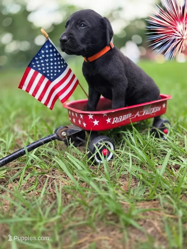 Orange Male – Goldador puppy for sale in High Springs, FL