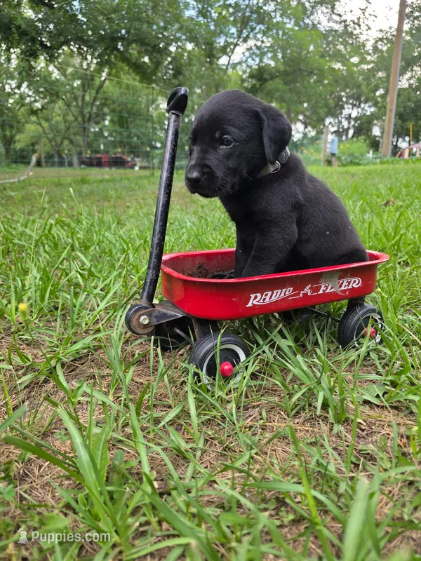 Silver Male  – Goldador puppy for sale in High Springs, FL