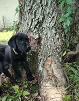 Yellow Male, a male Goldador for sale in High Springs, FL – 4 of 4