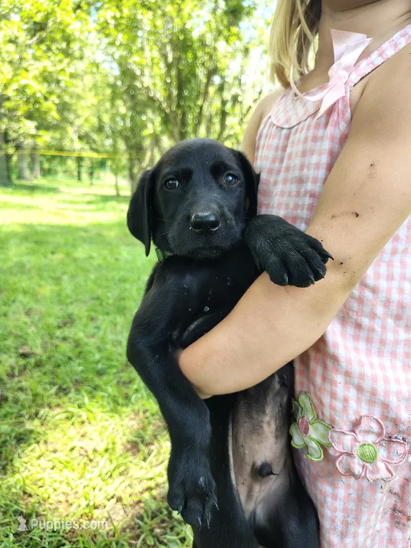 Lime Green – Goldador puppy for sale in High Springs, FL
