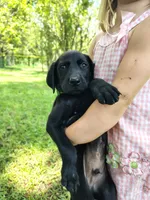 Lime Green, a male Goldador for sale in High Springs, FL – 1 of 3