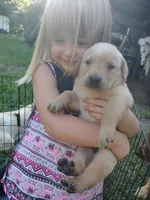 Purple Female , a female Goldador for sale in High Springs, FL – 5 of 5