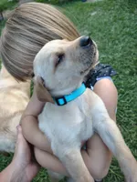Light Blue Male, a male Goldador for sale in High Springs, FL – 2 of 2