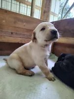 Red Male, a male Goldador for sale in High Springs, FL – 3 of 5