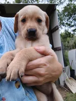 Purple Female , a female Goldador for sale in High Springs, FL – 1 of 5