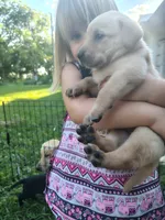 Purple Female , a female Goldador for sale in High Springs, FL – 4 of 5
