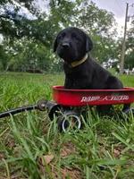 Yellow Male, a male Goldador for sale in High Springs, FL – 1 of 2