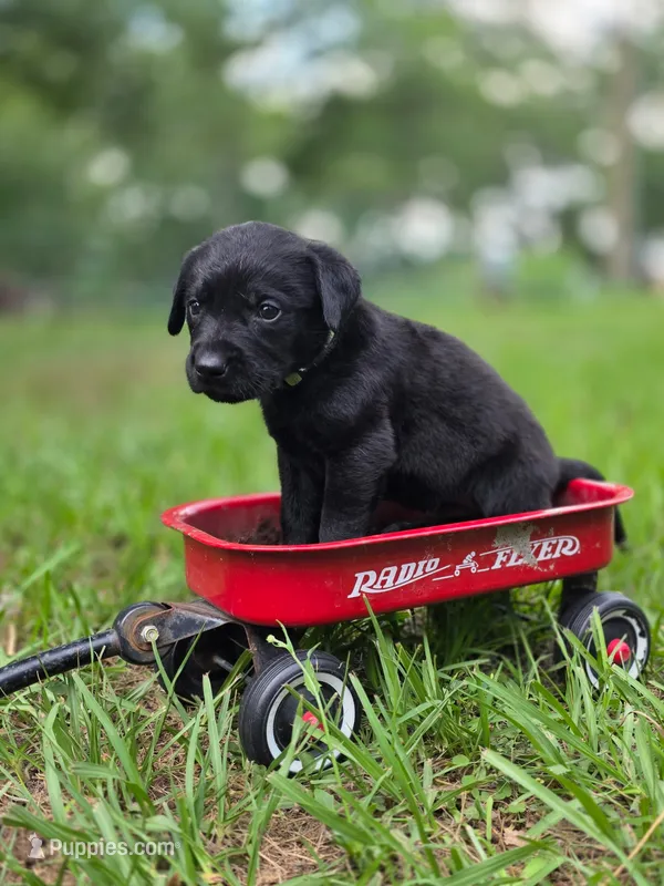 Lime Green – Goldador puppy for sale in High Springs, FL