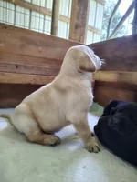 Red Male, a male Goldador for sale in High Springs, FL – 4 of 5
