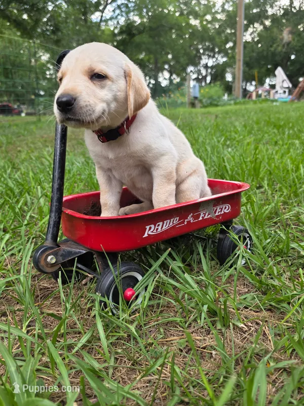 Red Male – Goldador puppy for sale in High Springs, FL