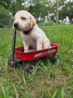 Red Male, a male Goldador for sale in High Springs, FL – 1 of 5
