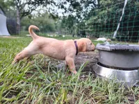 Purple Female , a female Goldador for sale in High Springs, FL – 3 of 5