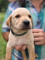 Hunter Green Male, a male Goldador for sale in High Springs, FL – 1 of 2