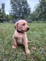 Purple Female , a female Goldador for sale in High Springs, FL – 2 of 5
