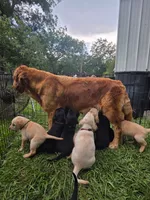 Red Male, a male Goldador for sale in High Springs, FL – 2 of 5