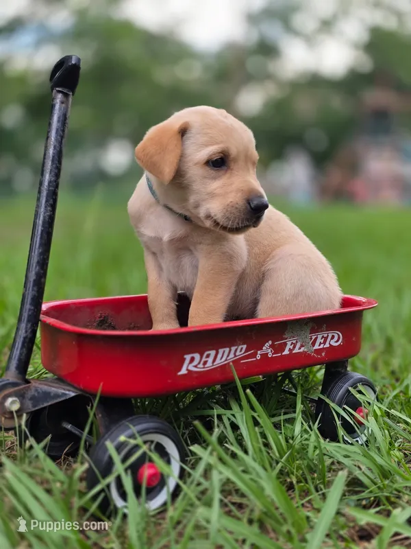 Light Blue Male – Goldador puppy for sale in High Springs, FL