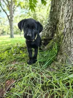 Yellow Male, a male Goldador for sale in High Springs, FL – 2 of 4
