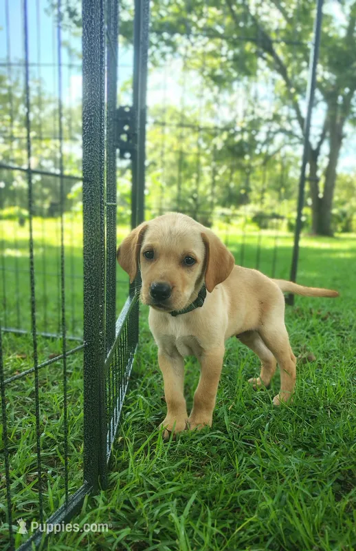 Hunter Green Male – Goldador puppy for sale in High Springs, FL