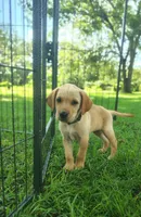 Hunter Green Male, a male Goldador for sale in High Springs, FL – 1 of 3