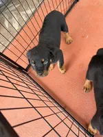 No names yet, a male Rottweiler for sale in Lake Placid, FL – Photo 2 of 3