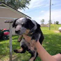 Dottie , a female Australian Cattle Dog for sale in Redfield, KS – 1 of 1