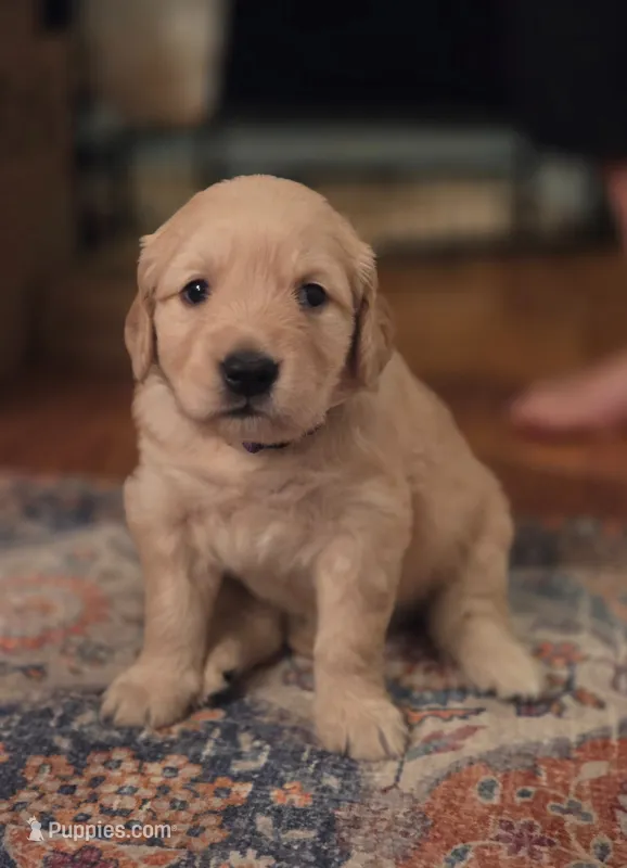 Ms. Purple – Golden Retriever puppy for sale in Woodbridge, VA