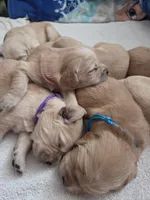 Ms. Purple, a female Golden Retriever for sale in Woodbridge, VA – 3 of 3