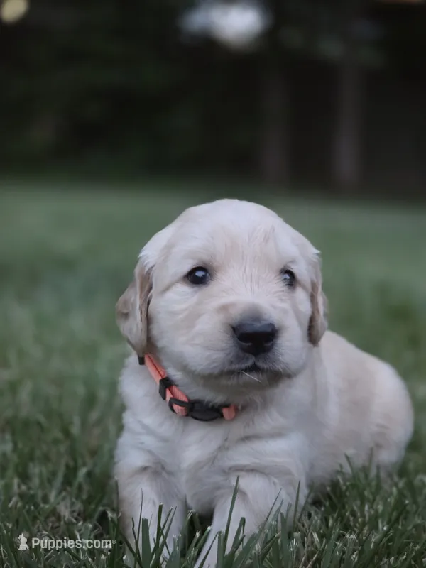Ms. Orange – Golden Retriever puppy for sale in Woodbridge, VA