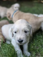 Ms. Red, a female Golden Retriever for sale in Woodbridge, VA – 1 of 1