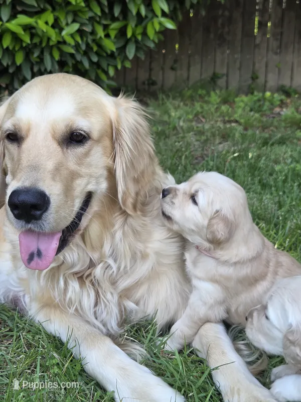 Ms. Pink – Golden Retriever puppy for sale in Woodbridge, VA