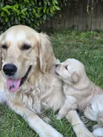 Ms. Pink, a female Golden Retriever for sale in Woodbridge, VA – 1 of 2