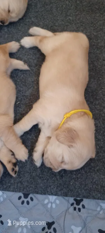 Ms. Yellow – Golden Retriever puppy for sale in Woodbridge, VA