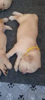 Ms. Yellow, a female Golden Retriever for sale in Woodbridge, VA – 1 of 3