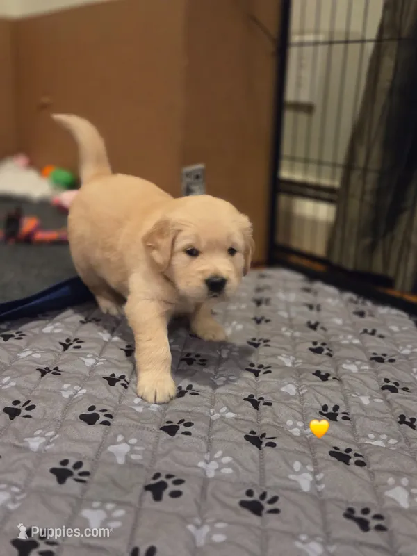 Ms. Yellow – Golden Retriever puppy for sale in Woodbridge, VA