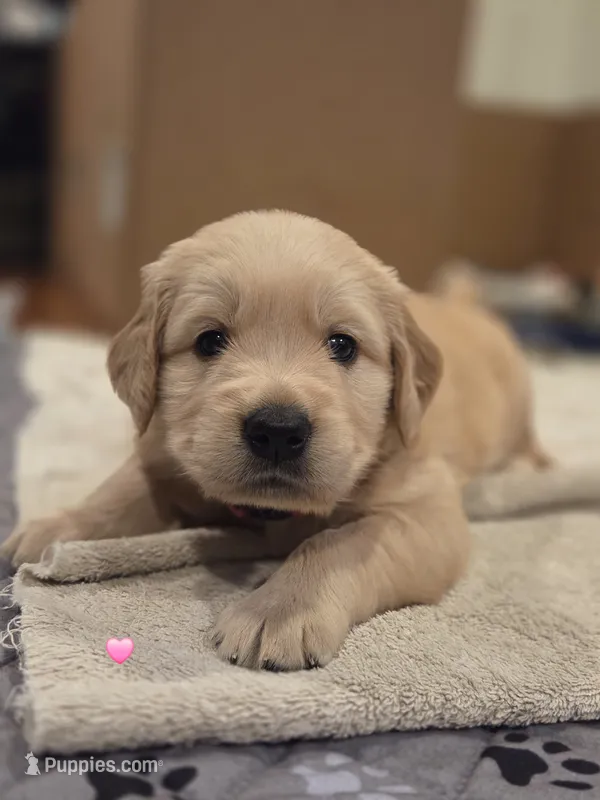 Ms. Pink – Golden Retriever puppy for sale in Woodbridge, VA