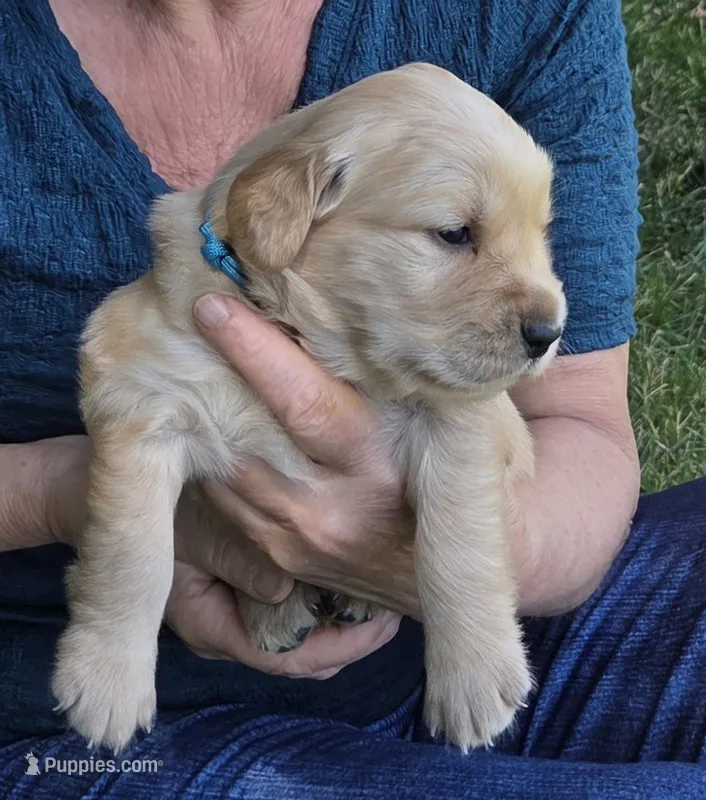 Ms. Teal – Golden Retriever puppy for sale in Woodbridge, VA