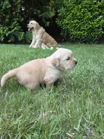 Ms. Teal, a female Golden Retriever for sale in Woodbridge, VA – 2 of 2