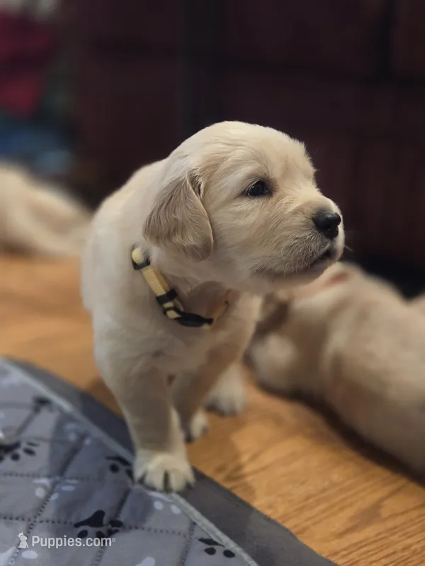 Ms. Yellow – Golden Retriever puppy for sale in Woodbridge, VA