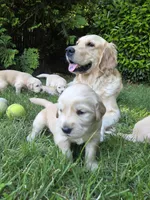 Ms. Yellow, a female Golden Retriever for sale in Woodbridge, VA – 3 of 3